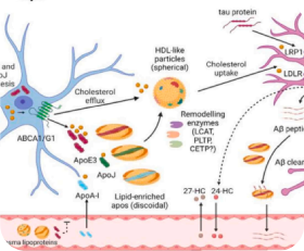 The role of cholesteryl ester transfer proteins