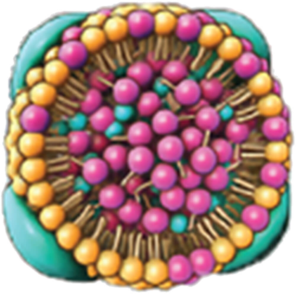 Low-density lipoprotein cholesterol structure