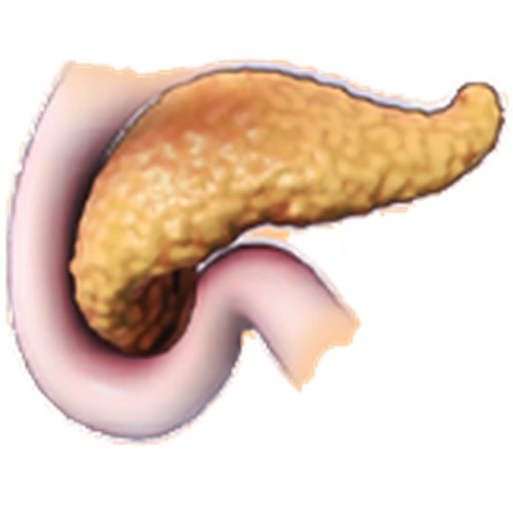 The pancreas