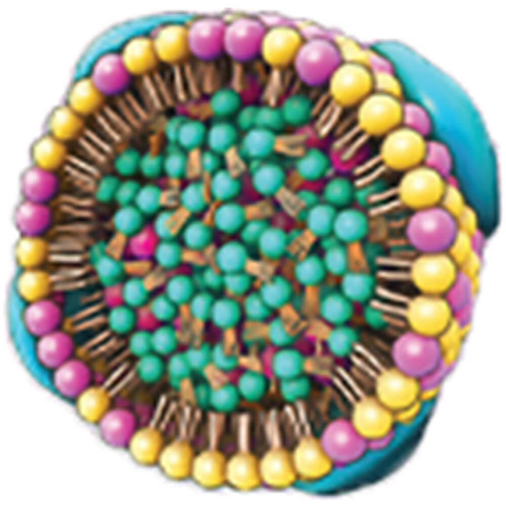 Triglyceride on a molecular level