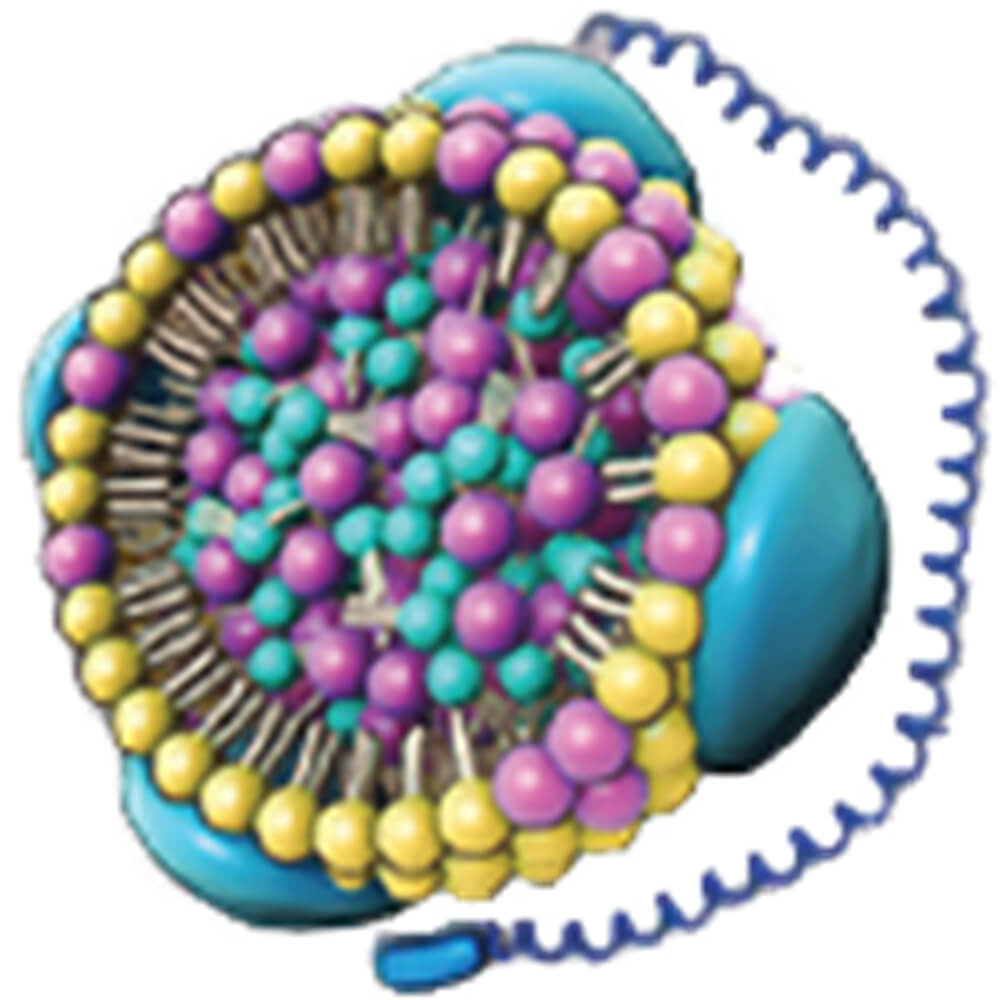 Lipoprotein (a) structure