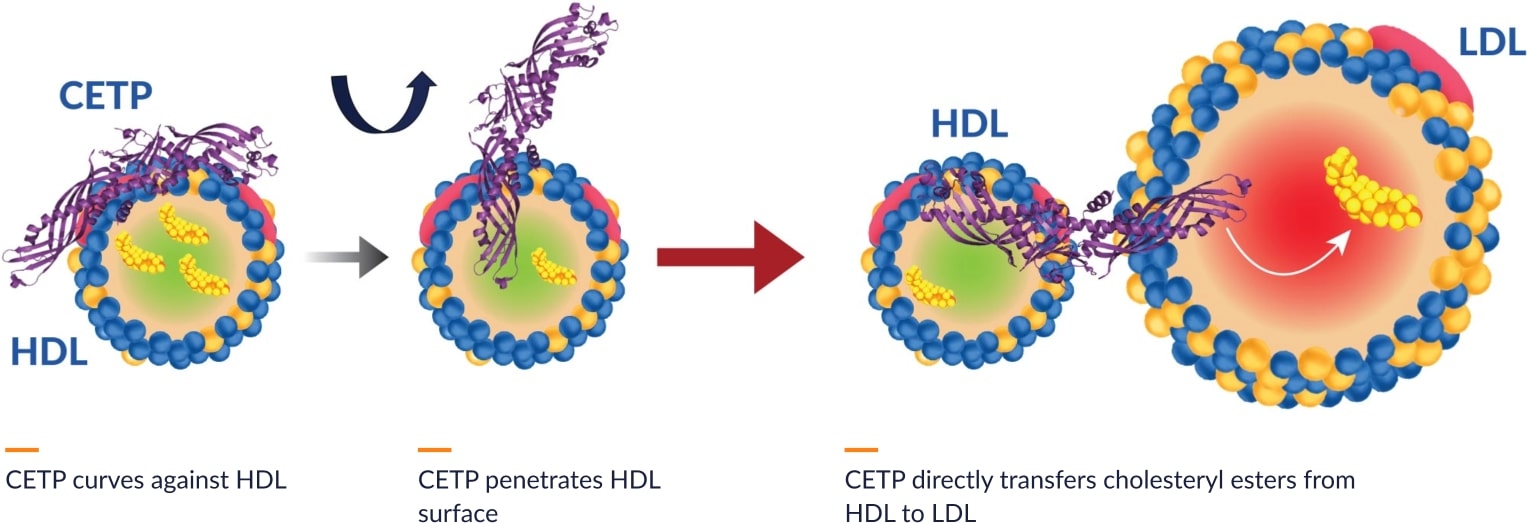 A graph showing how CETP works with HDL and LDL. First, CETP curves against HDL. Then, CETP penetrates HDL surface. Lastly, CETP directly transfers cholesteryl esters from HDL to LDL.